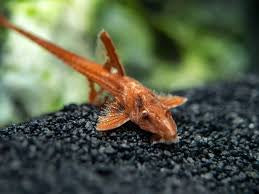 Red Whiptail Catfish