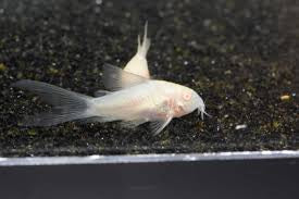 Corydora Aeneus Albino Highfin
