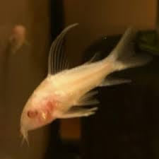 Corydora Aeneus Albino Highfin