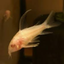 Corydora Aeneus Albino Highfin