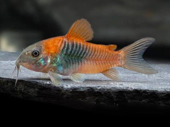 Venezula Orange Corydora