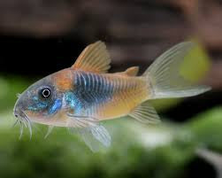 Venezula Orange Corydora