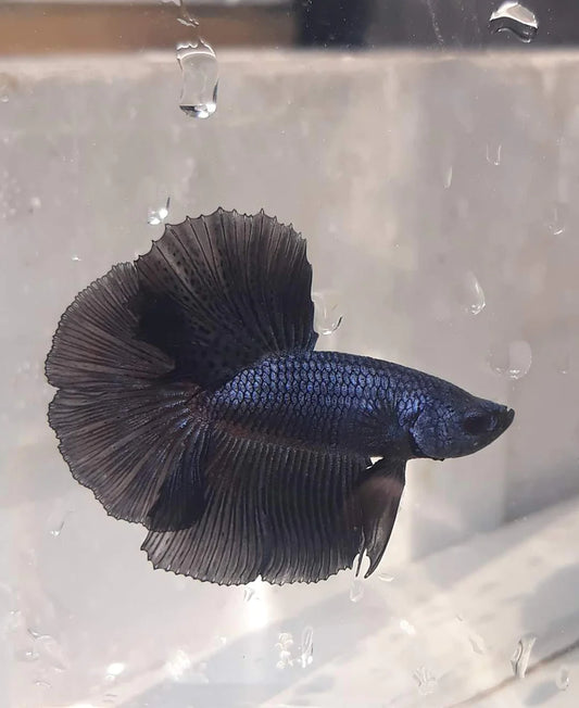 BLACK AND BLACK LIGHT STAR TAILS ORCHID MALE