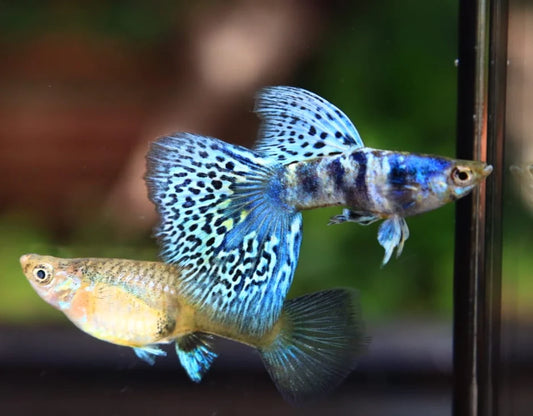 Blue Tiger King