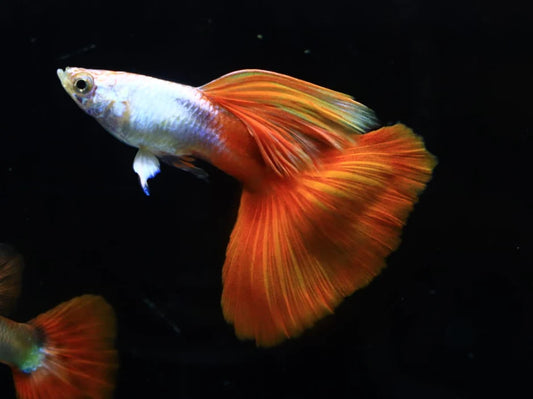 Silverado Red Tail Long FIn