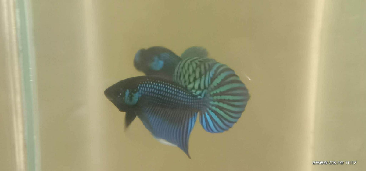 Green Mahachai wild betta  male