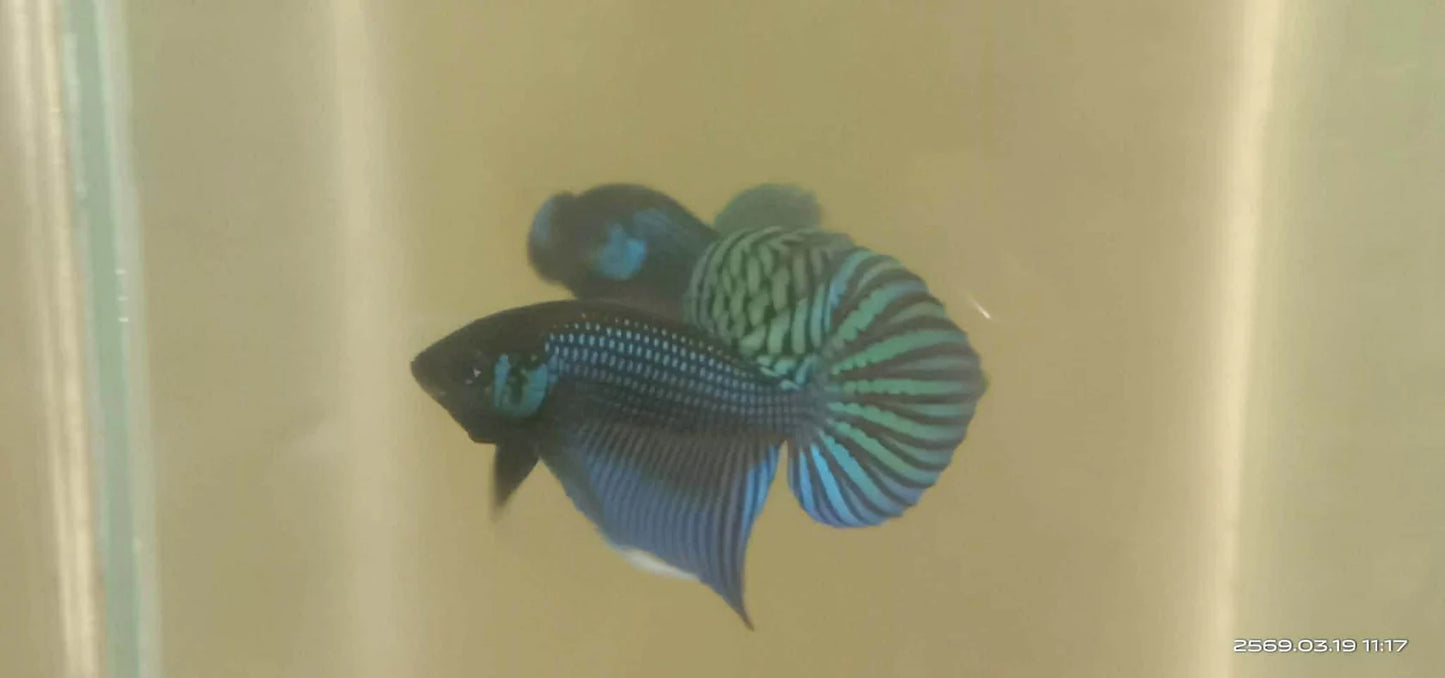 Green Mahachai wild betta  male