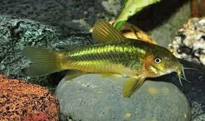 Corydora Green Lazer CW009