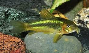 Corydora Green Lazer CW009