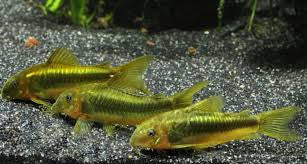 Corydora Green Lazer CW009