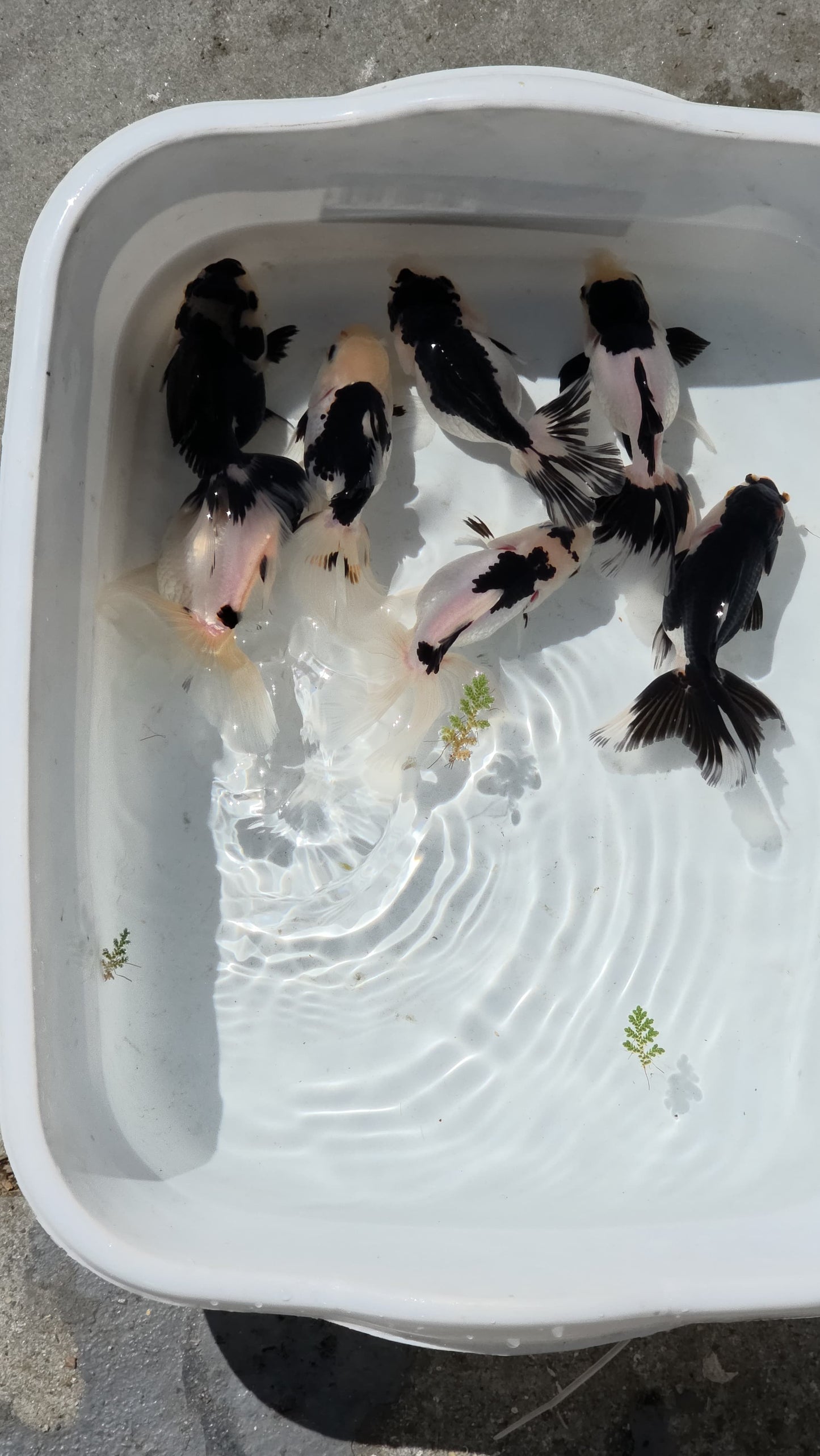 Panda Oranda Goldfish 3 inch plus