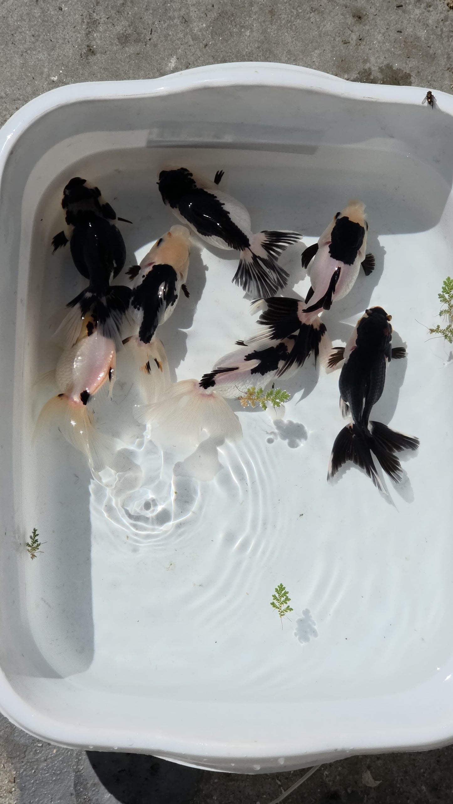 Panda Oranda Goldfish 3 inch plus