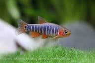 Emerald Rasbora