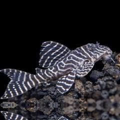 L333 Plecostomus