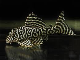 L333 Plecostomus