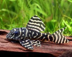 L333 Plecostomus