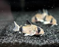 Panda Sailfin
