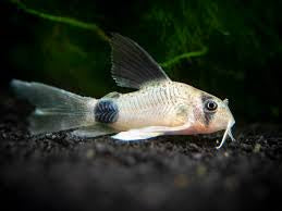 Panda Sailfin