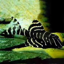 L204 Flash.  Plecostomus