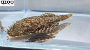 L157 Red Spot Plecostomus