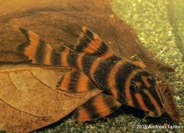 L306 Blood Red Plecostomus