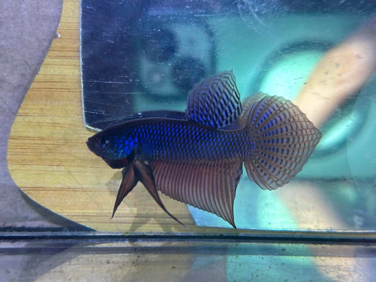 Blue Smaragdina Guitar wild betta  male