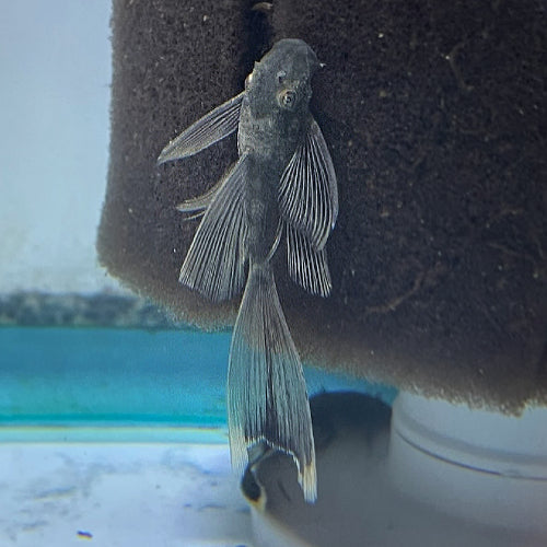 Green Dragon Longfin Plecostomus
