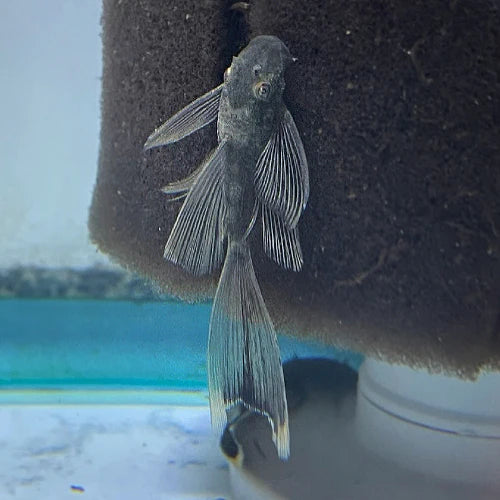 Green Dragon Longfin Plecostomus