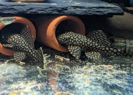 L519 Pleco 3 to 4 cm