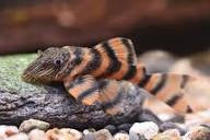 L306 Blood Red Plecostomus