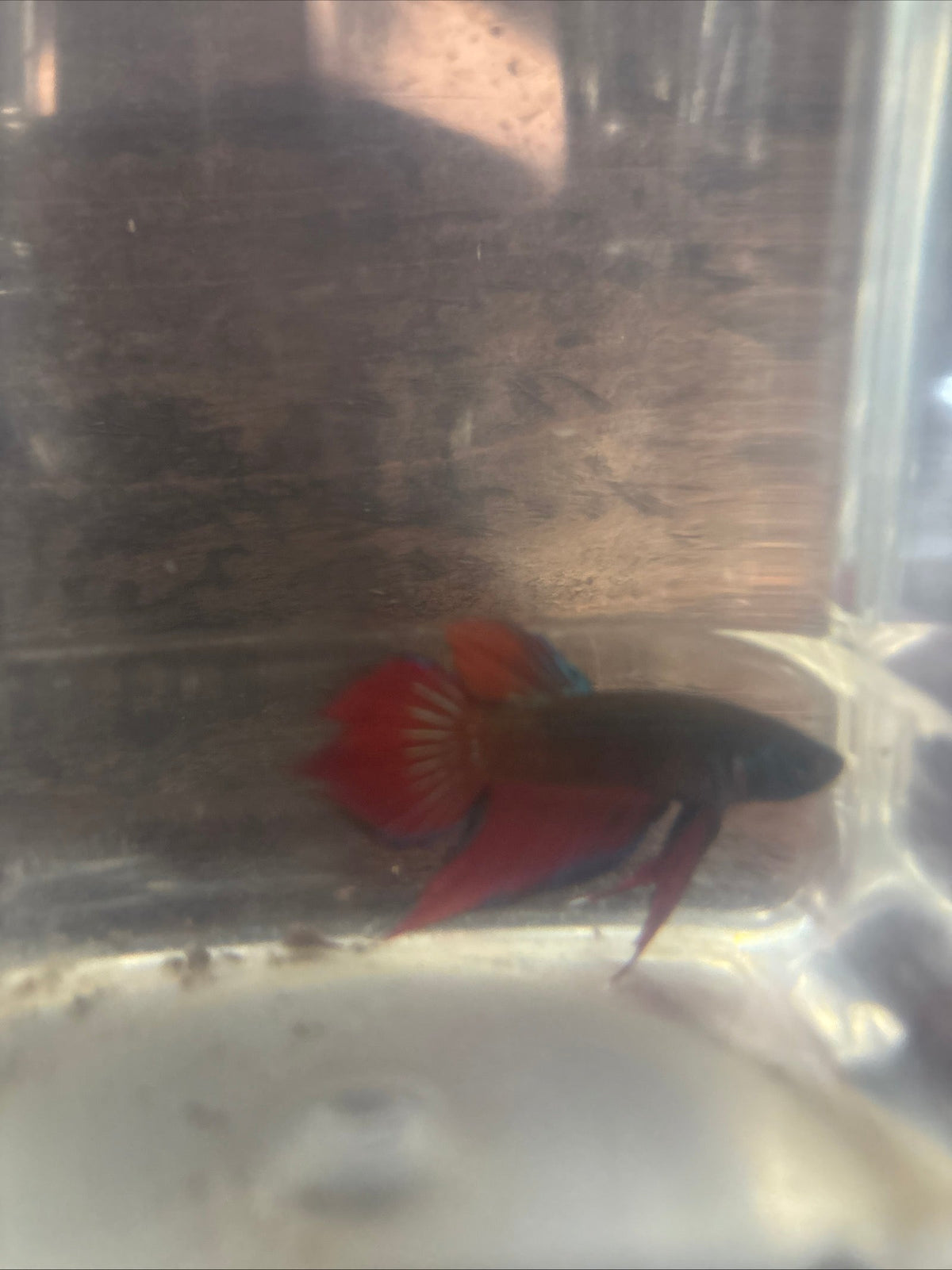 Splendens orange tail. wild betta  male
