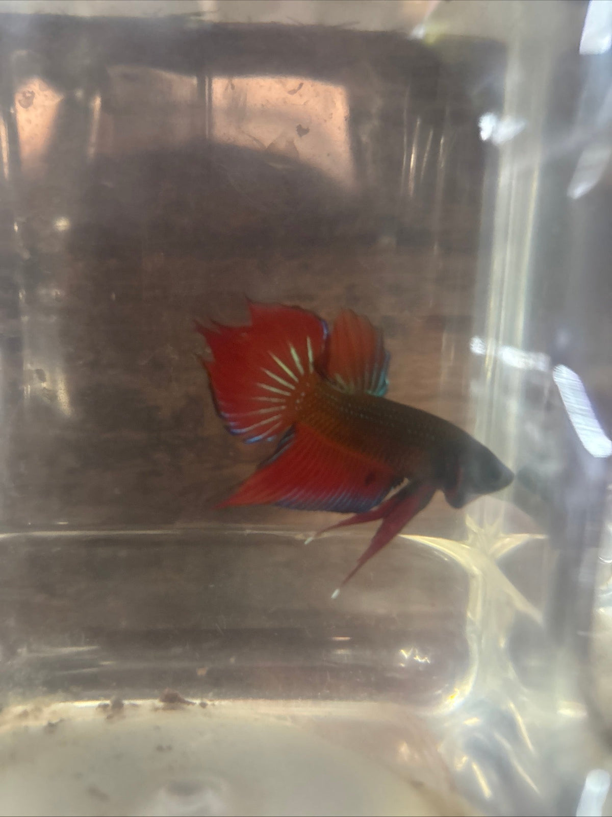 Splendens orange tail. wild betta  male