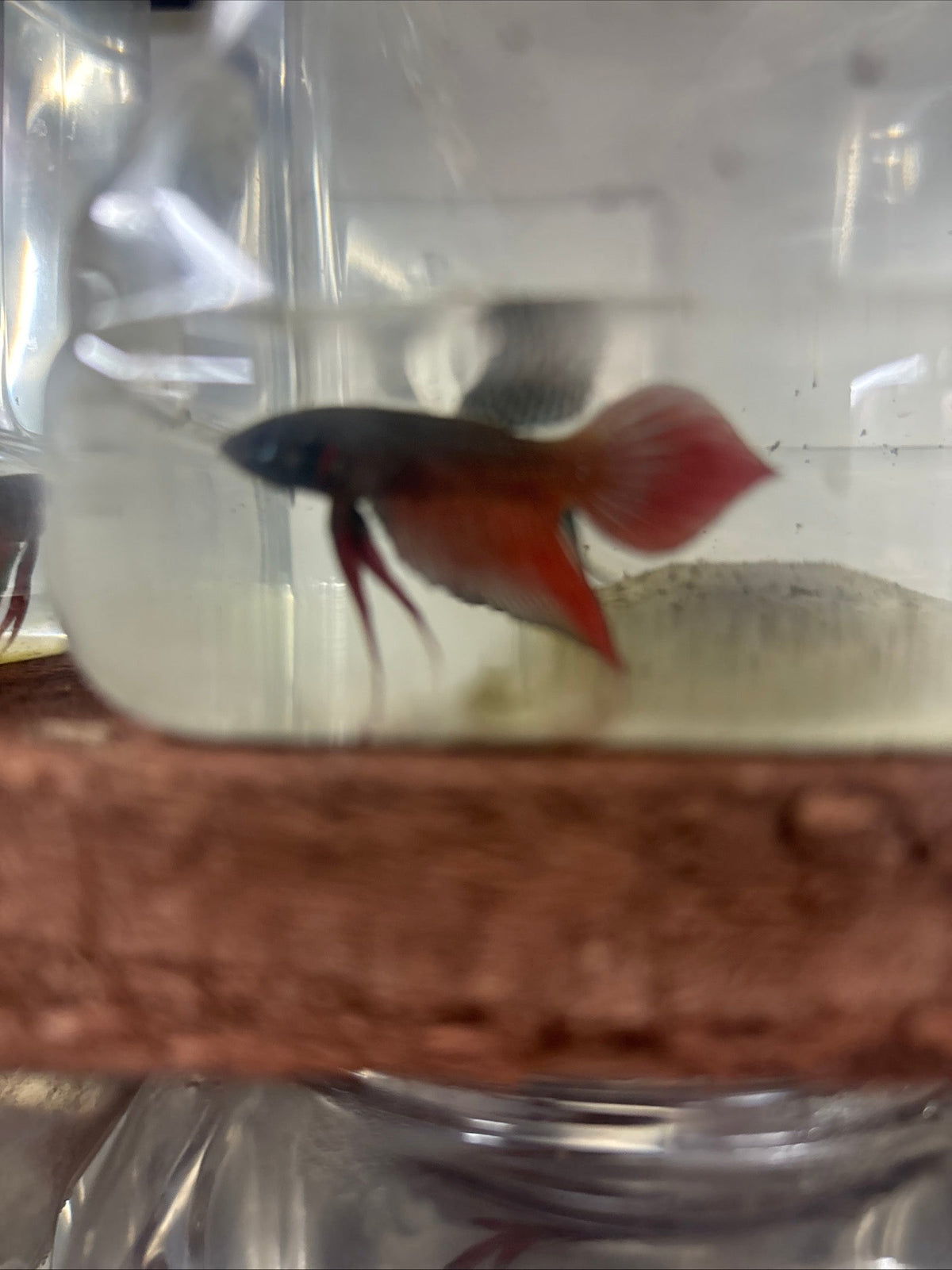 Splendens orange tail. wild betta  male