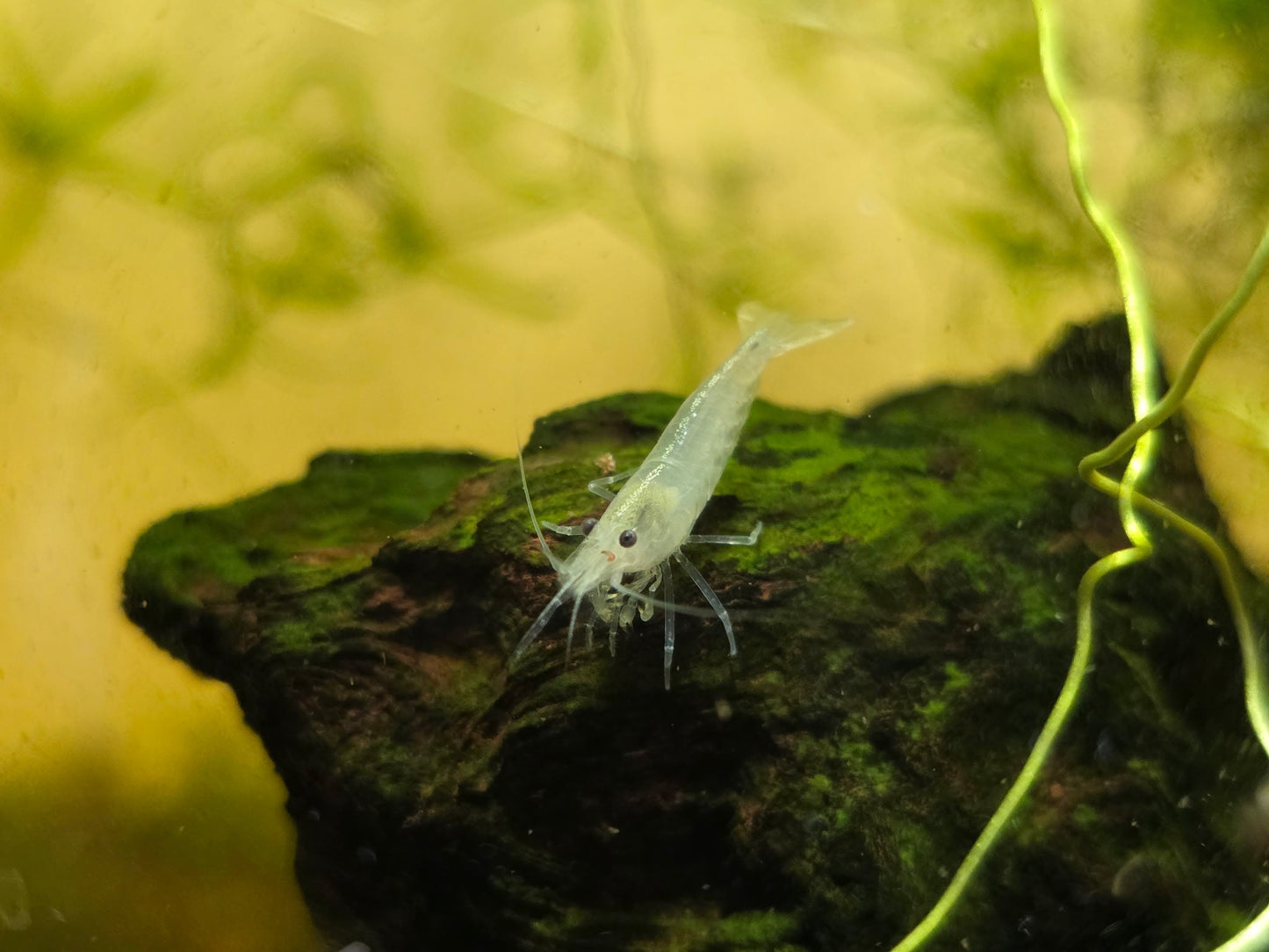 White Amano Ornamental (PACK OF 5+1 DOA)