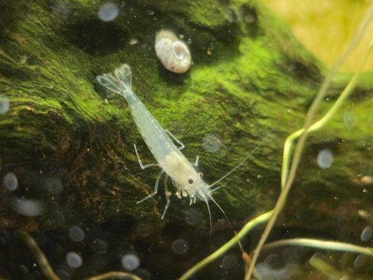 White Amano Ornamental (PACK OF 5+1 DOA)
