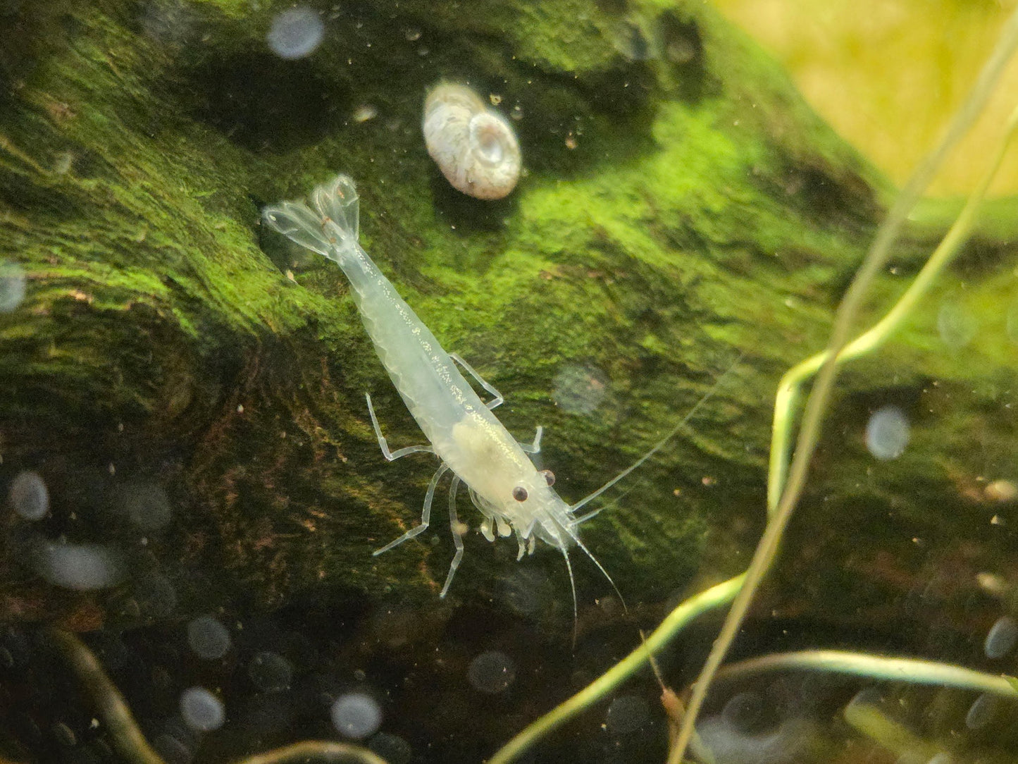 White Amano Ornamental (PACK OF 5+1 DOA)