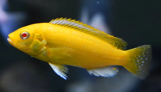 2.5-3" ELECTRIC YELLOW LEMON PRICE CICHLID (LABIDOCHROMIS CAERULEUS)