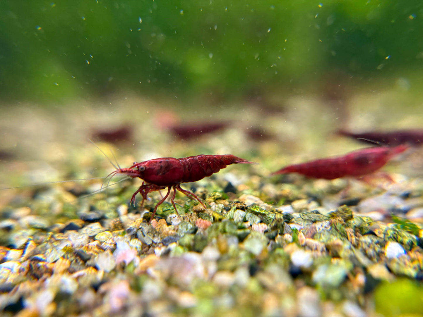 Breeder pack Neocaridina color of your choice