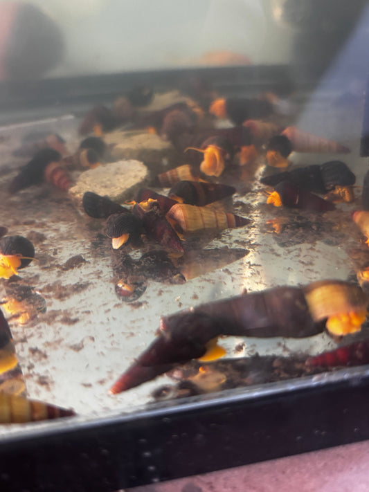Orange Poso Snails