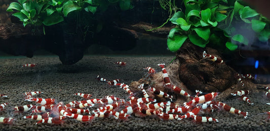Red  King Kong. Breeder Ji Hong PREORDER