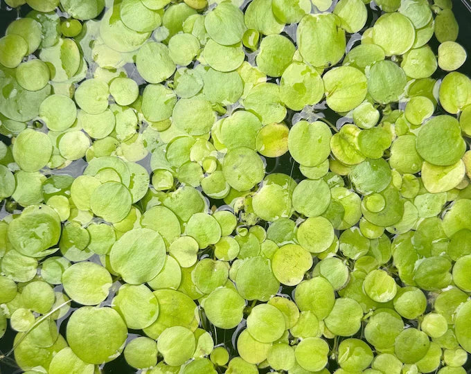 Frog bit