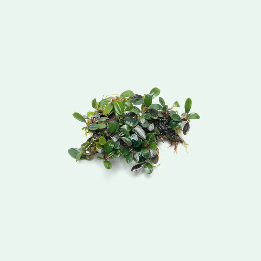 Micrantha Bucephalandra