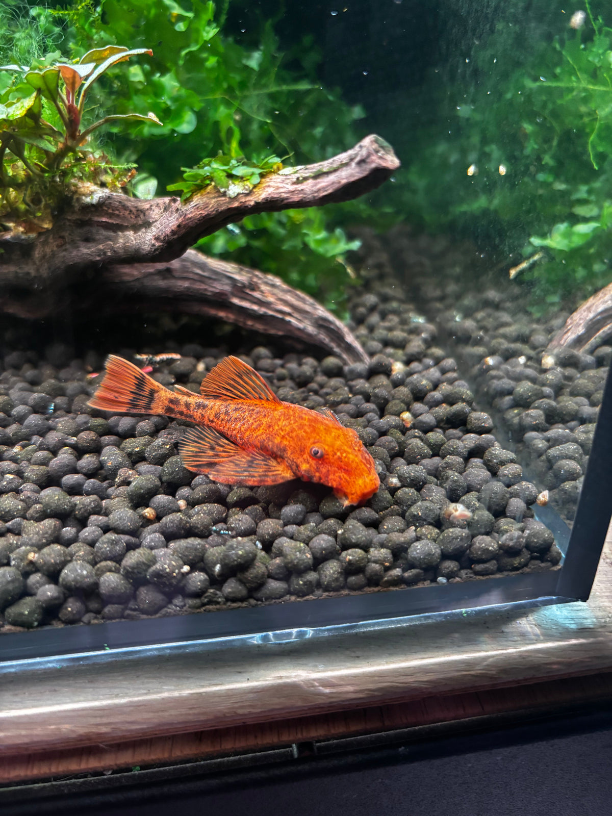 Super Red Plecostomus