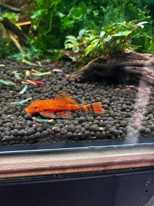 Super Red Plecostomus