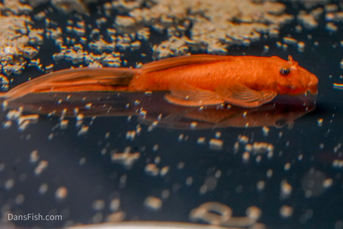 Super Red longfin Plecostomus