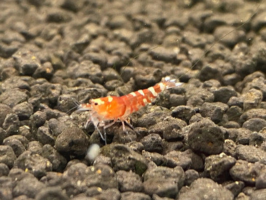 Red Tibee