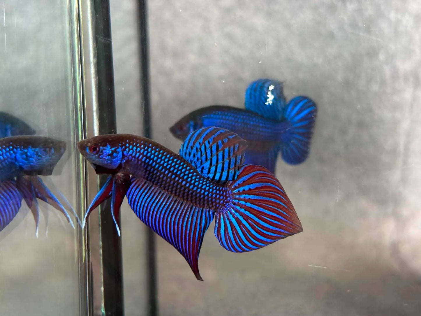 Blue Mahachai wild betta  male