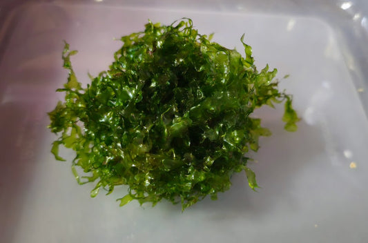 Subwassertang (Pelia) Moss