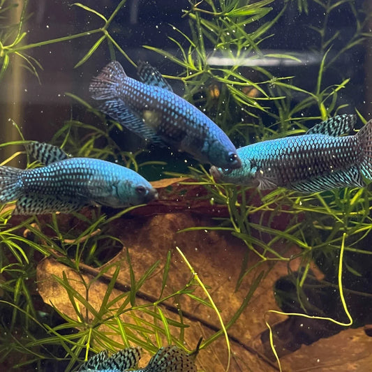 Wild Betta female Alien. Green