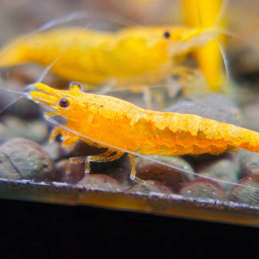 Yellow Goldenback